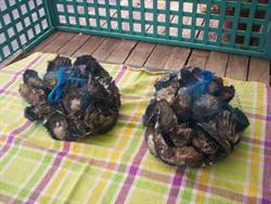 Oyster Farmers