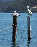 Oyster Farmers